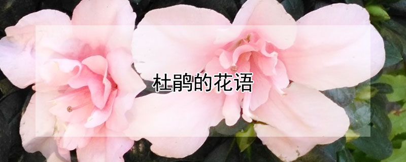 杜鵑的花語 興安杜鵑的花語