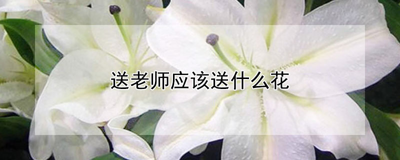 送老师应该送什么花 送老师应该送什么花比较好