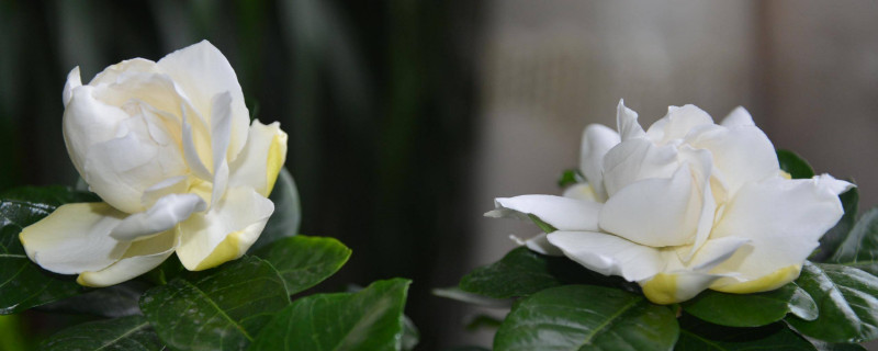 夏天怎样养小叶栀子花 小叶栀子花冬季怎样管理