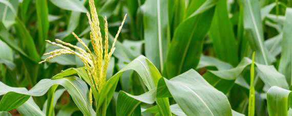 玉米苗的发育环境 玉米苗的发育环境是什么