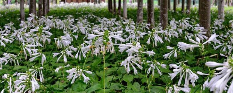 玉簪花怎樣種植 玉簪花的栽培技術(shù)