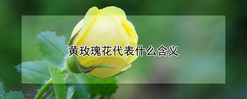 黄玫瑰花代表什么含义（黄玫瑰花象征着什么）