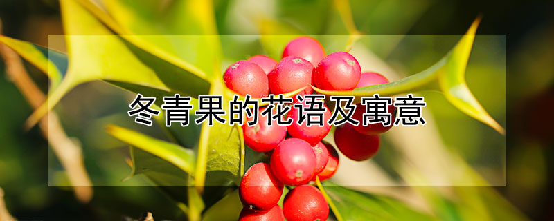 冬青果的花語及寓意（冬青紅果的花語）