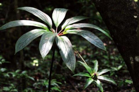 重樓種植技術(shù)