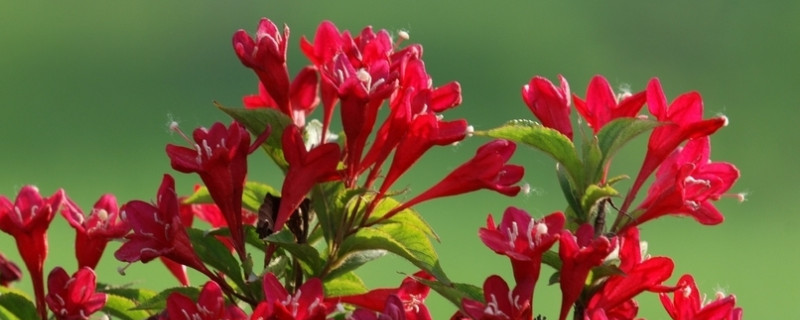 锦带花什么时候移栽（锦带花种植时间）