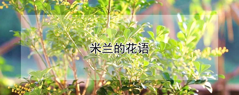 米蘭的花語 米蘭的花語是什么