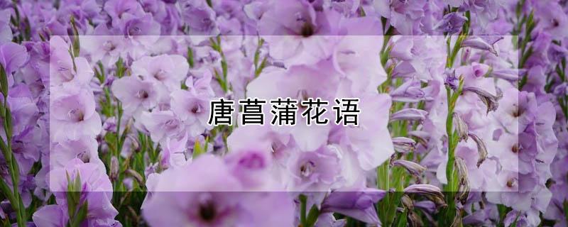 唐菖蒲花語 唐菖蒲花語有很多常見的有用心服務富貴堅固