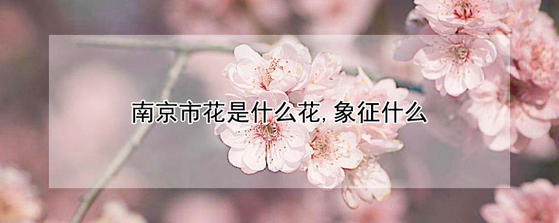 南京市花是什么花,象征什么（南京的市花是什么?意義是什么?）