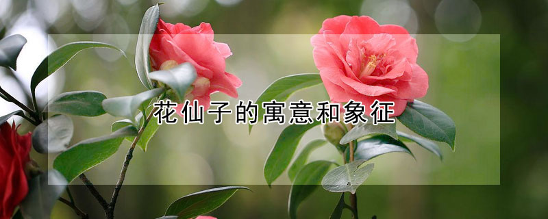 花仙子的寓意和象征（花仙子的寓意和象征動畫片）