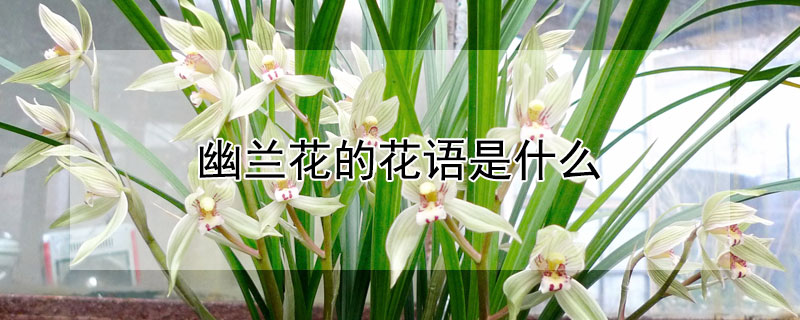 幽蘭花的花語(yǔ)是什么（幽靈蘭的花語(yǔ)）