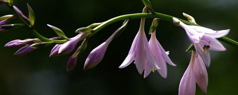 玉簪花怎么浇水（玉簪花多长时间浇水）