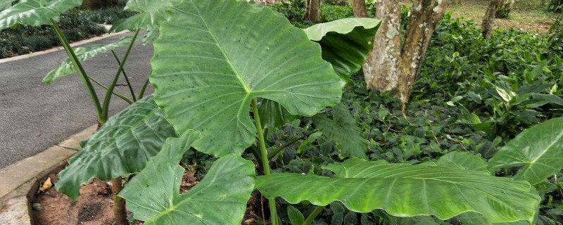 大野芋怎样盆养 大野芋怎么养