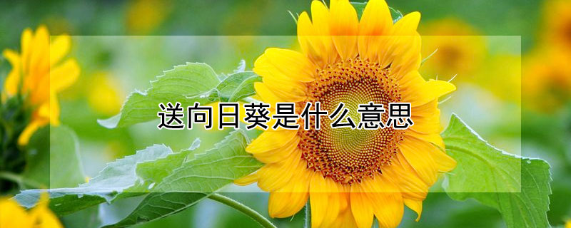 送向日葵是什么意思 送花送向日葵是什么意思