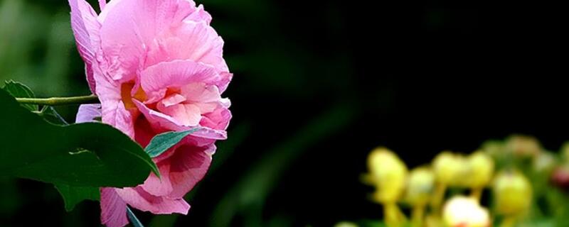 草本芙蓉花怎么養(yǎng)栽培（草本芙蓉花的養(yǎng)殖方法）