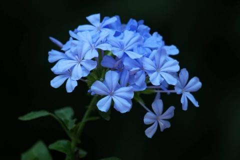 藍雪花冬天怎么修剪