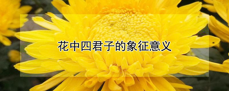 花中四君子的象征意义（花中四君子的象征意义和人的品质）