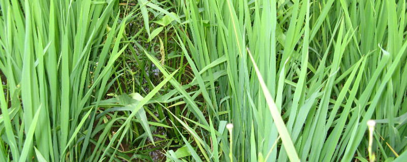 荸荠无土种植（荸荠无土栽培技术）