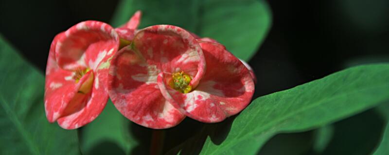 刺梅花叶子发黄怎么办（刺梅花叶子黄是怎么回事）