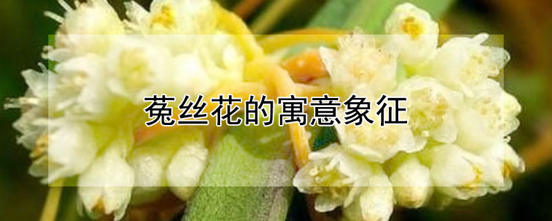 菟丝花的寓意象征 菟丝子象征