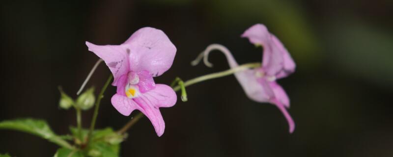 鳳仙花如何打頂（茶花鳳仙需要打頂嗎）