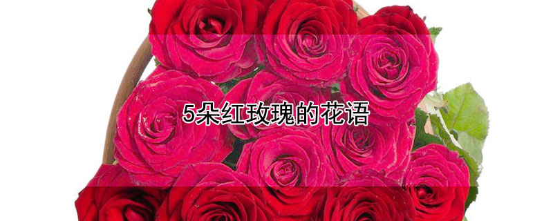 5朵红玫瑰的花语 5朵红玫瑰的花语代表什么