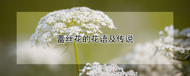 蕾丝花的花语及传说（蕾丝花学名）