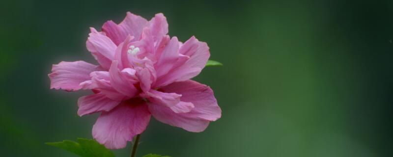 北方家里木槿花怎么养 木槿花怎样养