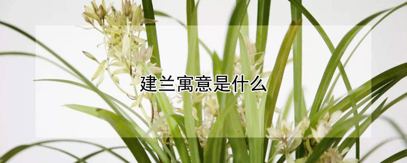 建蘭寓意是什么 建蘭的花語和寓意的