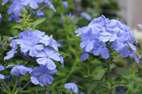 藍(lán)雪花需要搭架子嗎