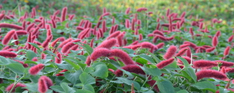 歲歲紅吊蘭怎么養(yǎng) 歲歲紅吊蘭怎么養(yǎng)才茂盛