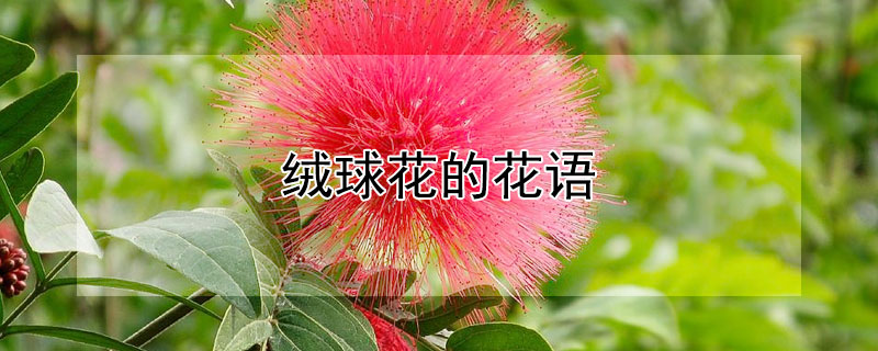 绒球花的花语（绒绣球花语）