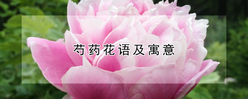 芍藥花語及寓意（芍藥花語及寓意進(jìn)貨價）