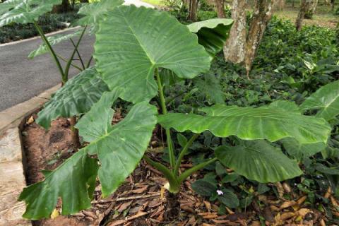 大野芋怎么种植