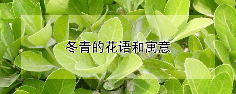 冬青的花語和寓意（冬青的花語和寓意小學(xué)生）