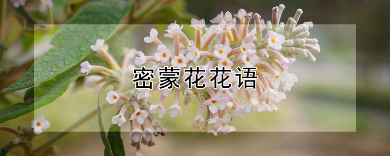 密蒙花花語(yǔ) 密蒙花又名