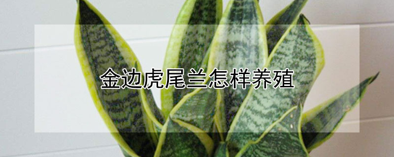 金邊虎尾蘭怎樣養(yǎng)殖（金邊虎尾蘭的種植方法）