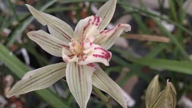 兰花小苗几年开花 兰花小苗几年能开花