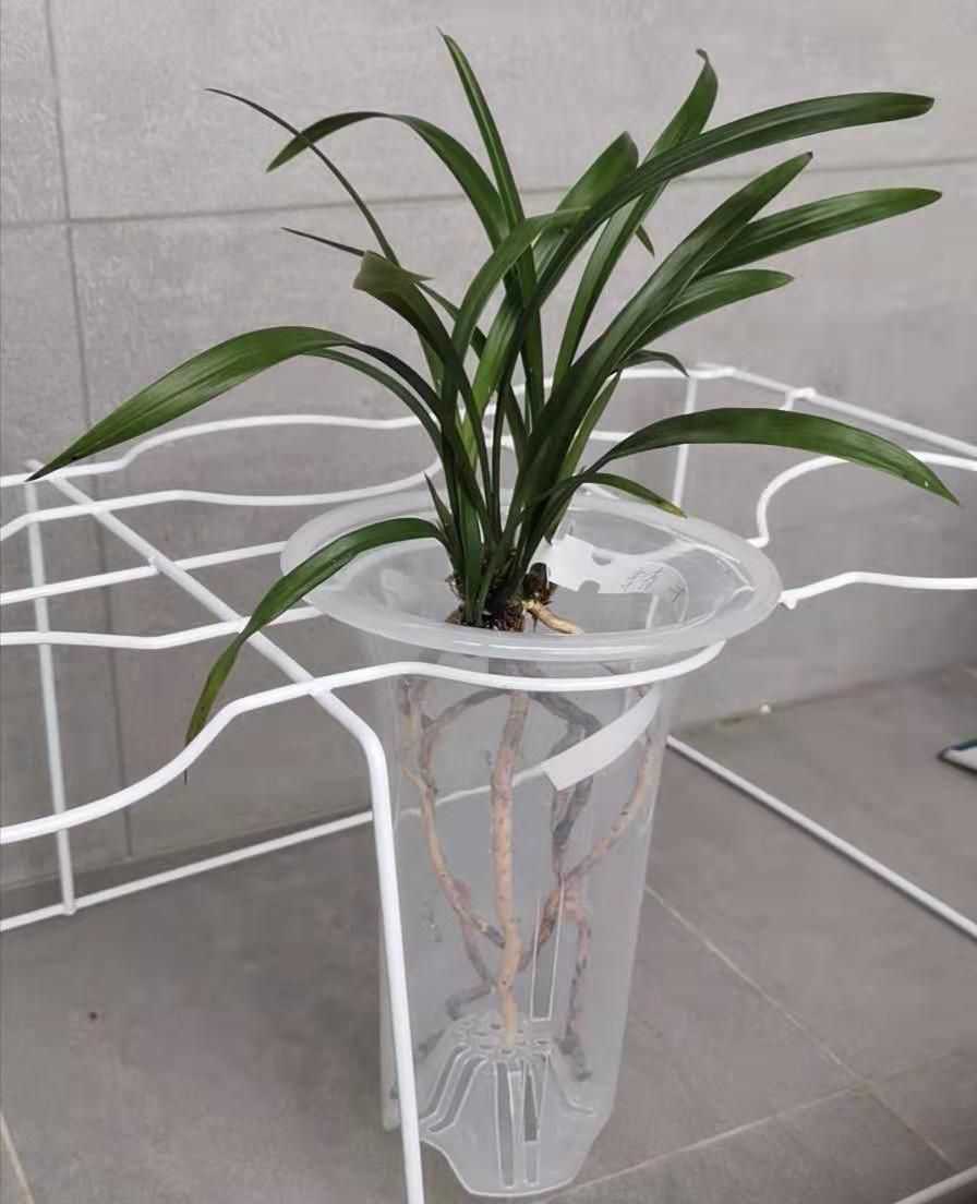 兰草种植方法（兰花种植方法）