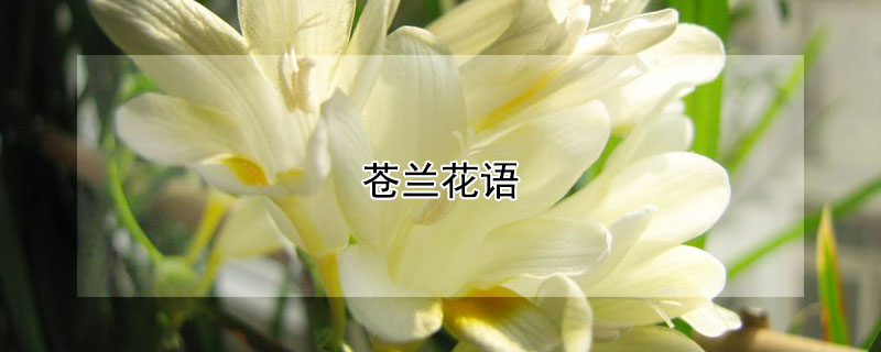 蒼蘭花語(yǔ) 蒼蘭花語(yǔ)是什么