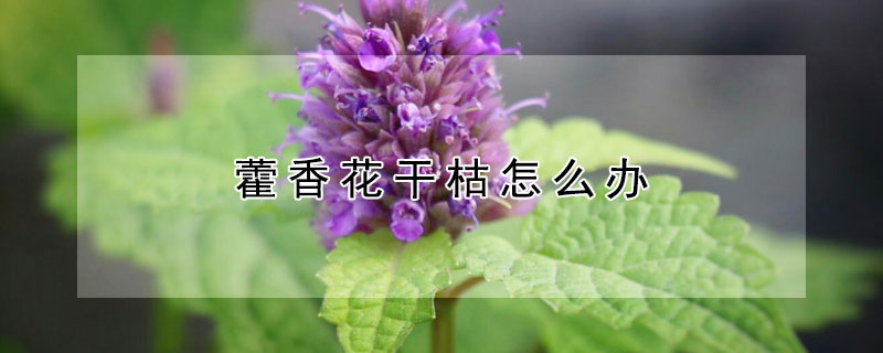 藿香花干枯怎么办 藿香叶子干枯是什么原因