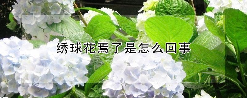 绣球花焉了是怎么回事（绣球花蔫了怎么办）