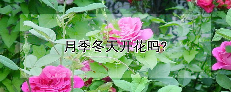 月季冬天開花嗎? 月季冬天開花嗎 廣東