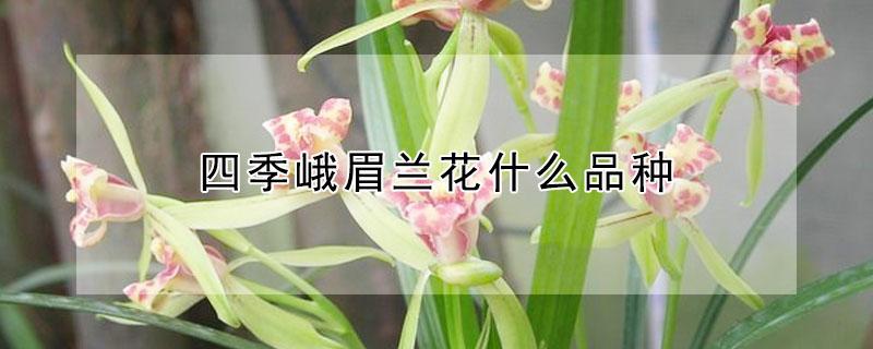 四季峨眉兰花什么品种（四季兰是什么品种兰花）