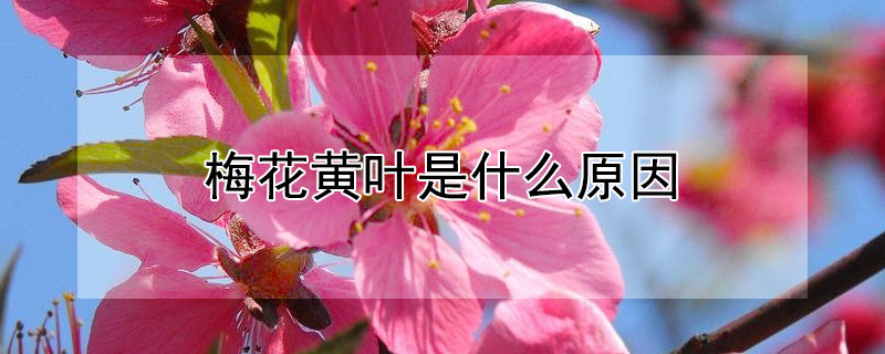 梅花黄叶是什么原因 梅花叶子发黄是什么原因