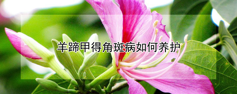 羊蹄甲得角斑病如何養(yǎng)護 羊蹄甲枯萎病怎么治