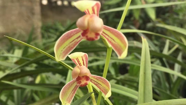 蘭花養(yǎng)幾年開花 蘭花養(yǎng)幾年開花,花期是什么時候