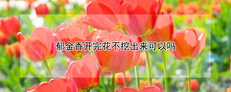 郁金香开完花不挖出来可以吗（郁金香花后不挖）