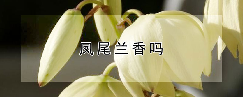 凤尾兰香吗（鸢尾兰香吗）