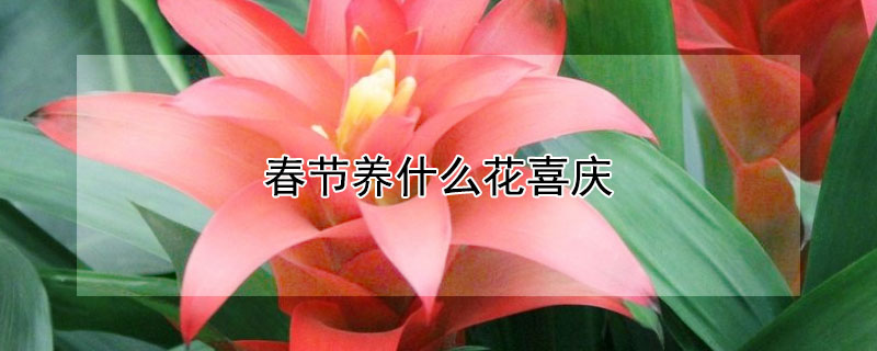 春節(jié)養(yǎng)什么花喜慶 春節(jié)適合室內(nèi)養(yǎng)的喜慶花