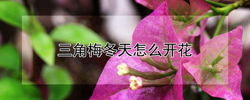 三角梅冬天怎么開花（三角梅冬天能開花嗎?）